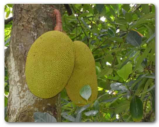 Manipur State fruit, Jackfruit, Artocarpus heterophyllus